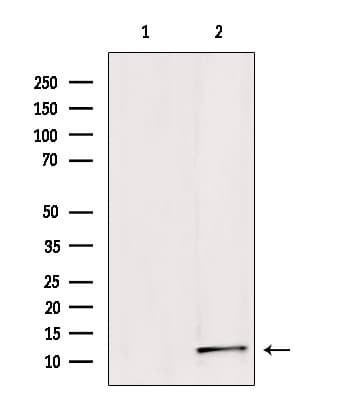 SUMO1 / SMT3 Antibody