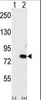 NUB1 Antibody (aa513-542)