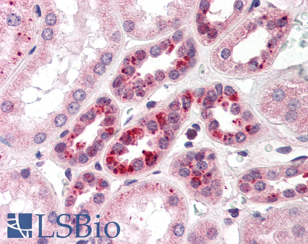 PathPlus™ NOTCH2 Antibody (aa2390-2415)