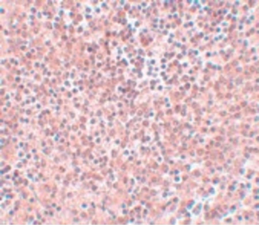 NANOG Antibody