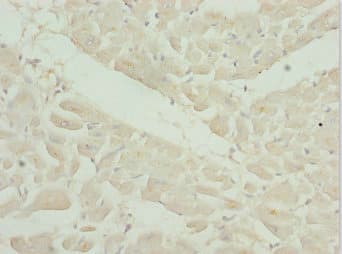 OSGEP Antibody