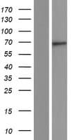 LIM Protein / LPP (Over-Expression Lysate Myc-DDK (Flag))