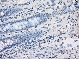 PPP5C Antibody (clone OTI4G8, Carrier-free)