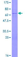 Human TBC1D3F Protein (Recombinant GST)