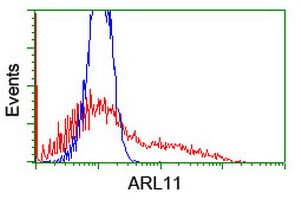 ARL11 Antibody (clone OTI1E1)