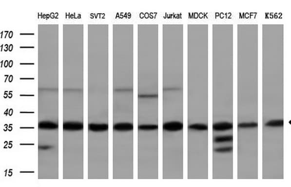 TFIIB Antibody (aa43-316, clone OTI5B6)