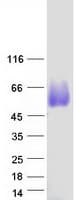 Human OR2J2 Protein (Recombinant Myc-DDK (Flag))