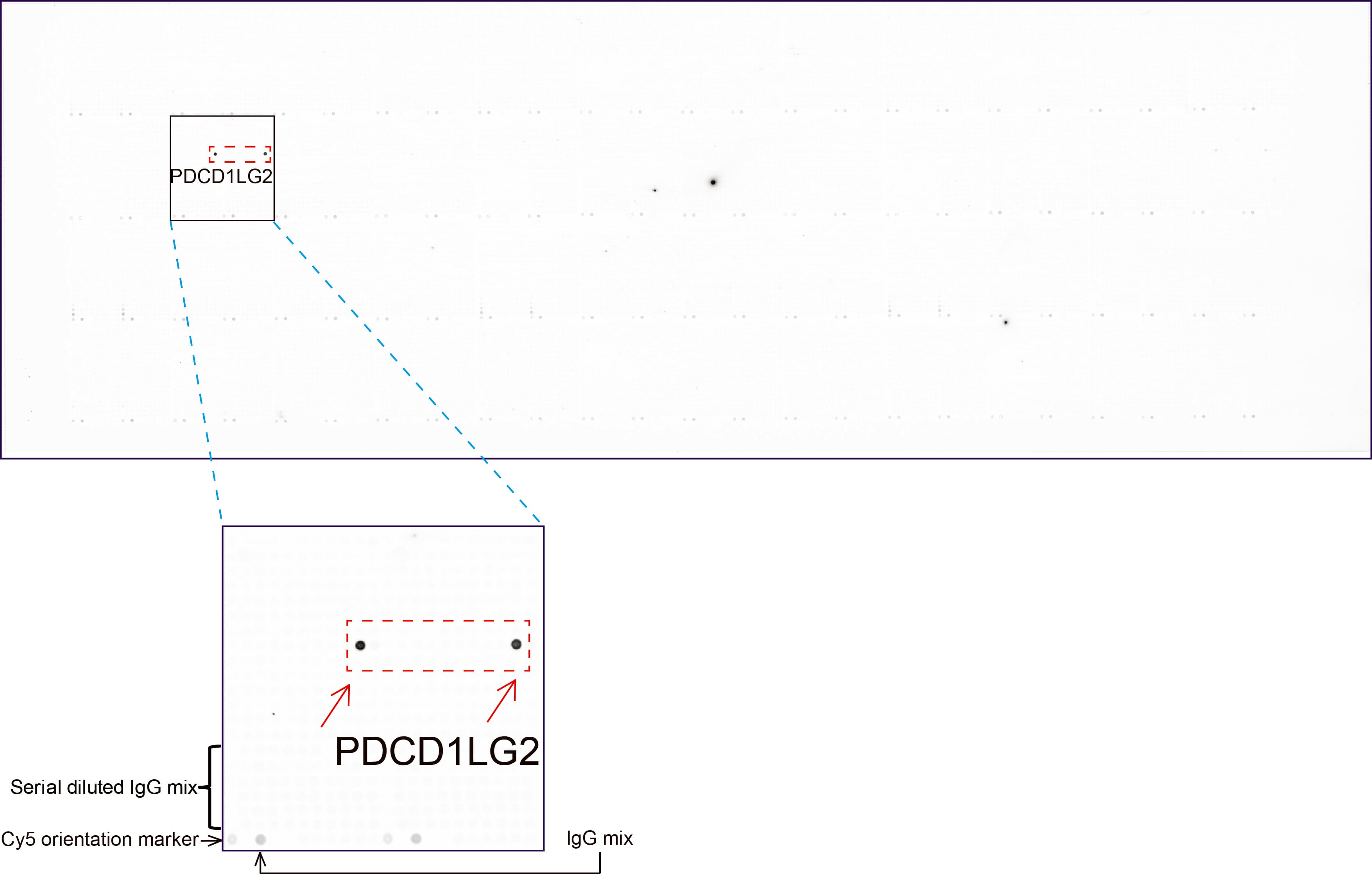 PD-L2 / PDCD1LG2 / CD273 Antibody (clone UMAB223)