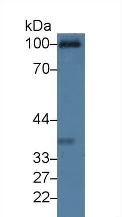 C1qRP / CD93 Antibody (aa82-369, APC)