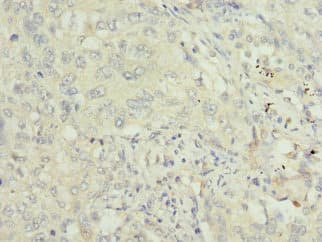 TRAF4 Antibody