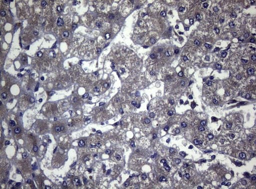 FOXQ1 Antibody (aa11-295, clone OTI4D9)