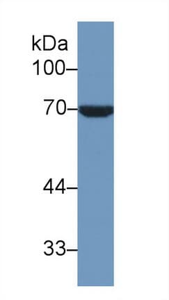 HSPA1L Antibody (aa1-641)