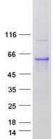 Human RRAGD Protein (Recombinant Myc-DDK (Flag))