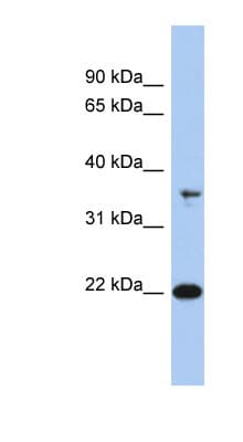 FAIM Antibody (aa35-84)