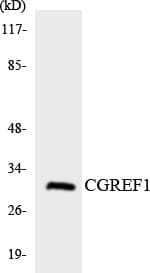 CGREF1 Antibody (aa226-275)