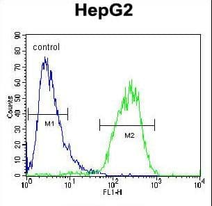 Polyclonal Rabbit anti-Human CHPT1 Antibody (aa7-33, WB)