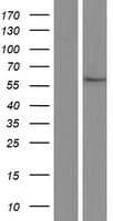 GSTCD Protein (Over-Expression Lysate Myc-DDK (Flag))