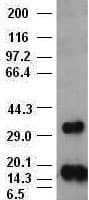 IHC-plus™ FGF2 / Basic FGF Antibody (clone 3D9)