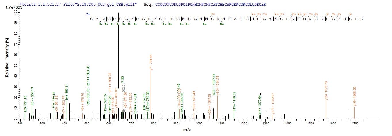 Mouse C1QTNF3 / CTRP3 Protein (Recombinant 10His, N-terminus + Myc, C-terminus)