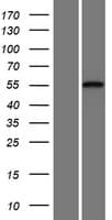 CDH23 / Cadherin 23 Protein (Over-Expression Lysate Myc-DDK (Flag))