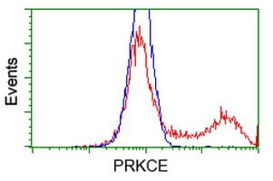 PRKCE / PKC-Epsilon Antibody (clone OTI1B7)
