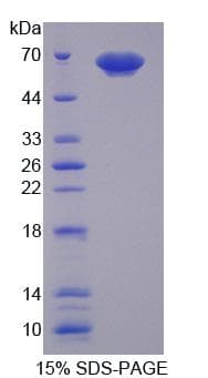 Human PUF60 Protein (Recombinant)