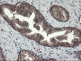 Monoclonal Mouse anti-Human PNPO Antibody (clone OTI1G9, IHC, WB)