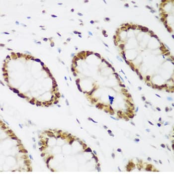 IHC-plus™ PCNA Antibody