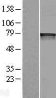 HIF3A / HIF3-Alpha Protein (Over-Expression Lysate Myc-DDK (Flag))