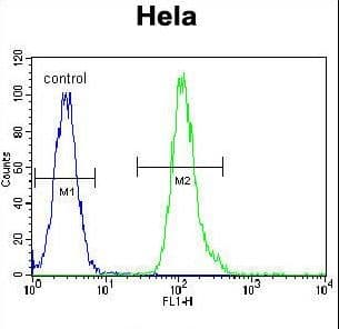 Vimentin Antibody