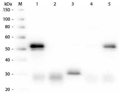Donkey Anti-Rabbit IgG Secondary Antibody