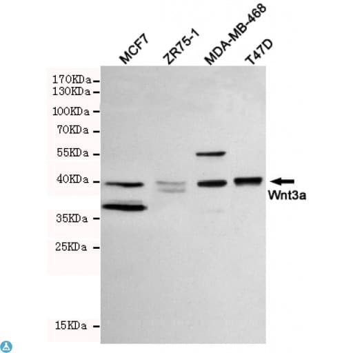 WNT3A Antibody