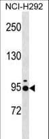 Polyclonal Rabbit anti-Human JAKMIP2 Antibody (aa294-322, WB)
