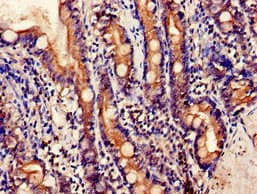 EMB/ Embigin Antibody