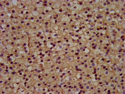 Polyclonal Rabbit anti-Human KCNJ5 / Kir3.4 / GIRK4 Antibody (IHC, IF, WB)