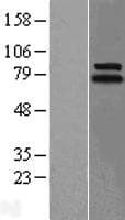 LINGO1 Protein (Over-Expression Lysate Myc-DDK (Flag))
