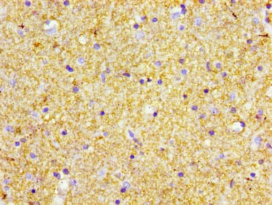 POMC / Proopiomelanocortin Antibody