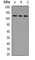 LLGL2 Antibody