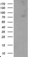 Complement C1R Antibody (aa262-562, clone OTI5A11)