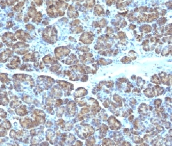Mitochondria Antibody (clone MTC719)