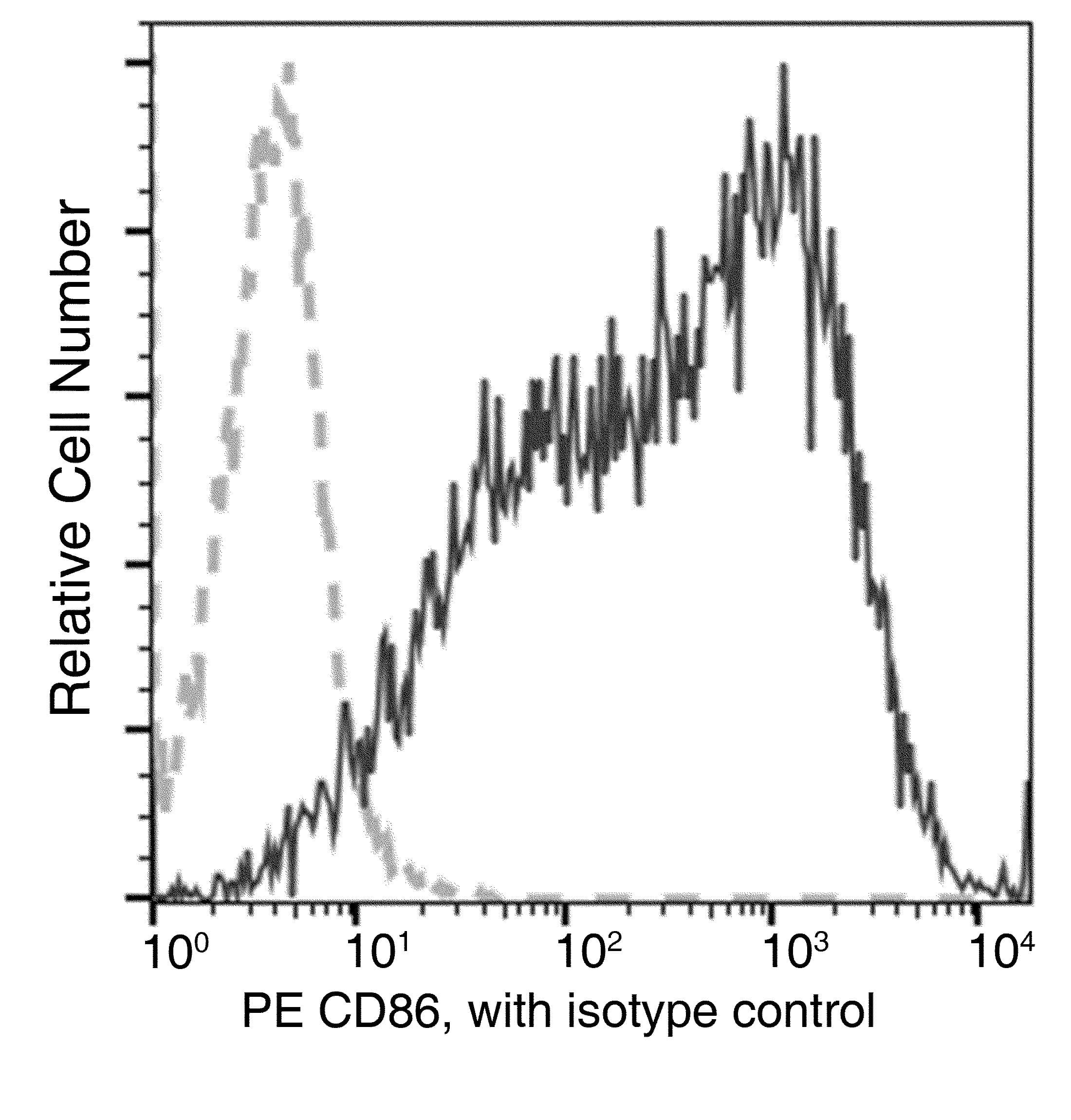 Monoclonal Mouse anti-Rat CD86 Antibody (clone 10, PE)