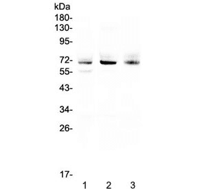 BEST1 / BEST / Bestrophin Antibody