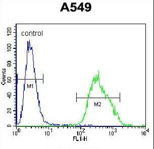 Polyclonal Rabbit anti-Human Paralemmin 3 / PALM3 Antibody (aa546-574, IHC, WB)