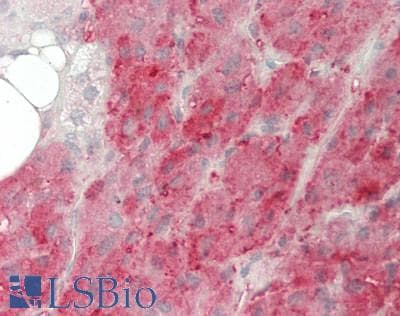 NRP1 / Neuropilin 1 Antibody (aa646-814)