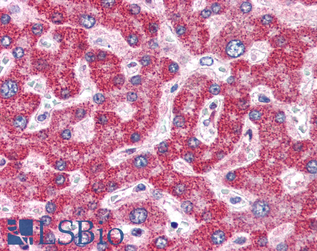 IHC-plus™ Polyclonal Rabbit anti-Human ZBP1 Antibody (IHC, IF, WB)