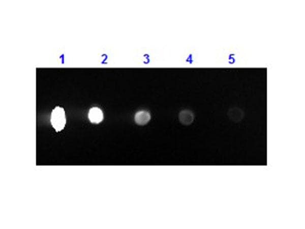 Rabbit Anti-Mouse IgG Secondary Antibody (RPE)