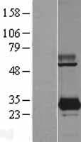 PYCRL Protein (Over-Expression Lysate Myc-DDK (Flag))