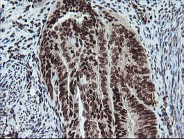 FATE1 Antibody (clone OTI1A1)