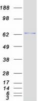Human ZNF394 Protein (Recombinant Myc-DDK (Flag))