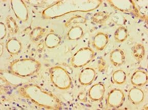 SUGCT / C7orf10 Antibody (aa1-250)